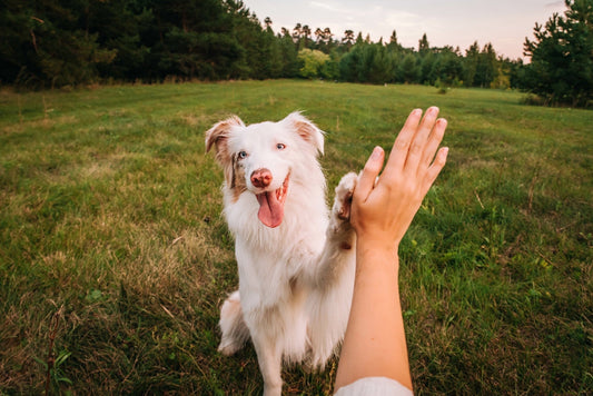 A dog and its pet owner high-five. Our Sensitive Skin Lotion made with shea butter is the perfect solution for repairing paw pads, dry hot spots, and rashes. Learn more in our complete guide to shea butter for dogs.