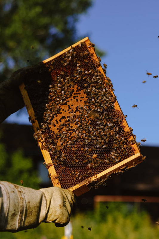 All About Bees, How to Save Them, and Why you Should Love Your Local Beekeeper!