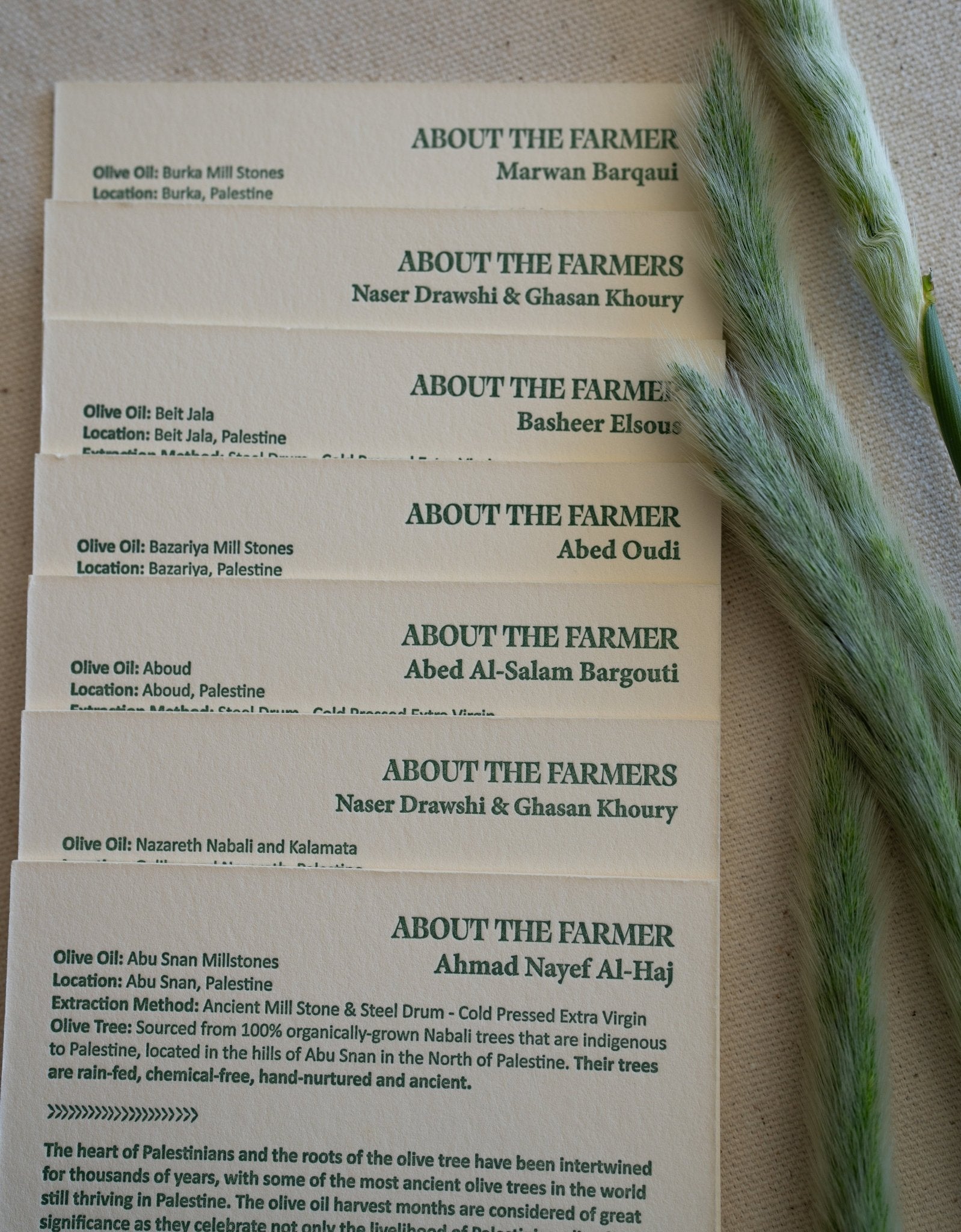 YFE X OLIVE ODYSSEY – Yay For Earth